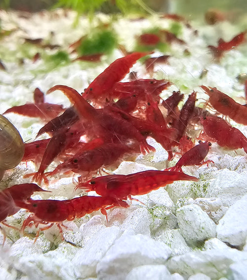 10+1 Bloody Mary Neocaridina