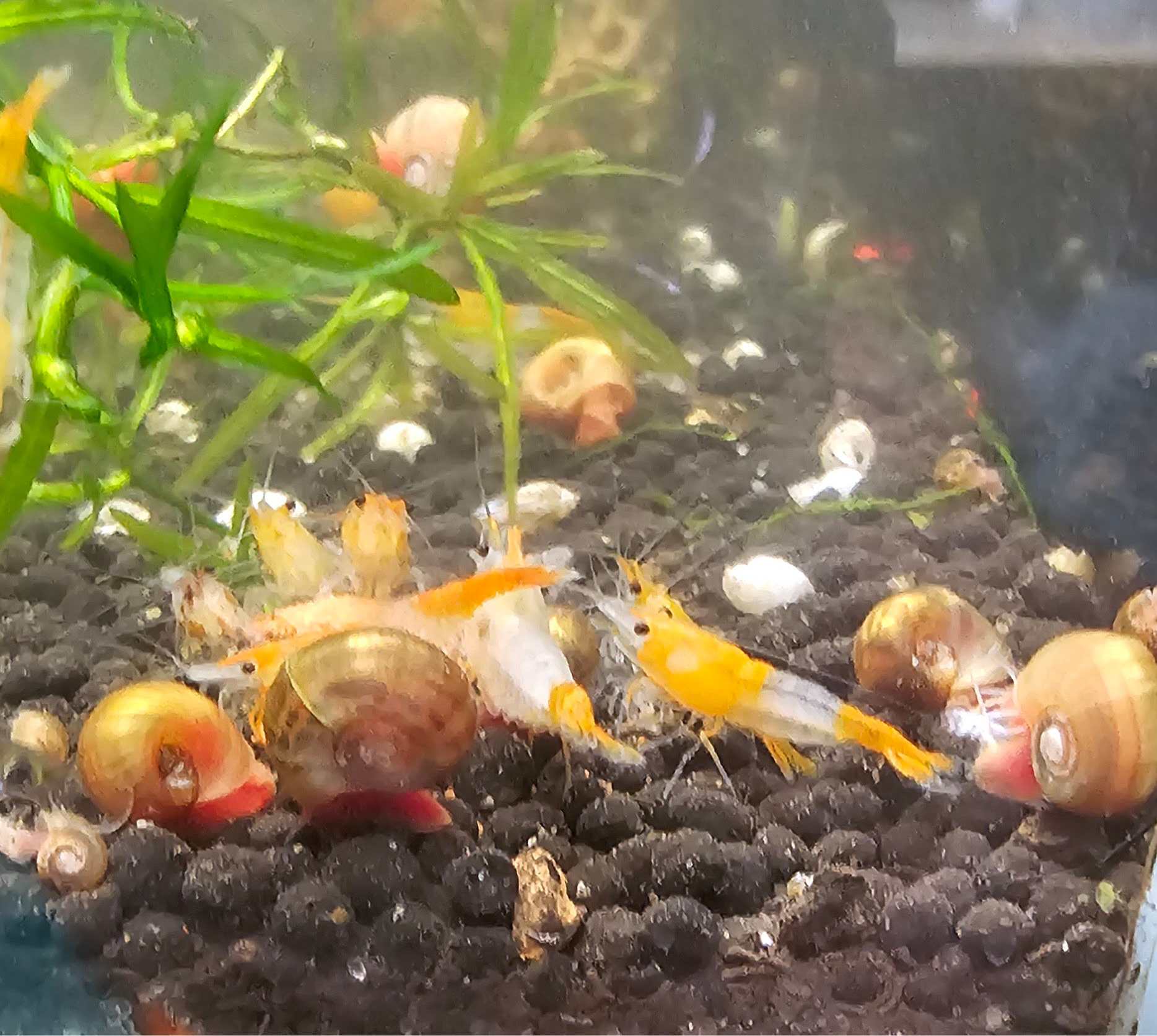 Orange Rili Neocaridina Shrimp 10+1
