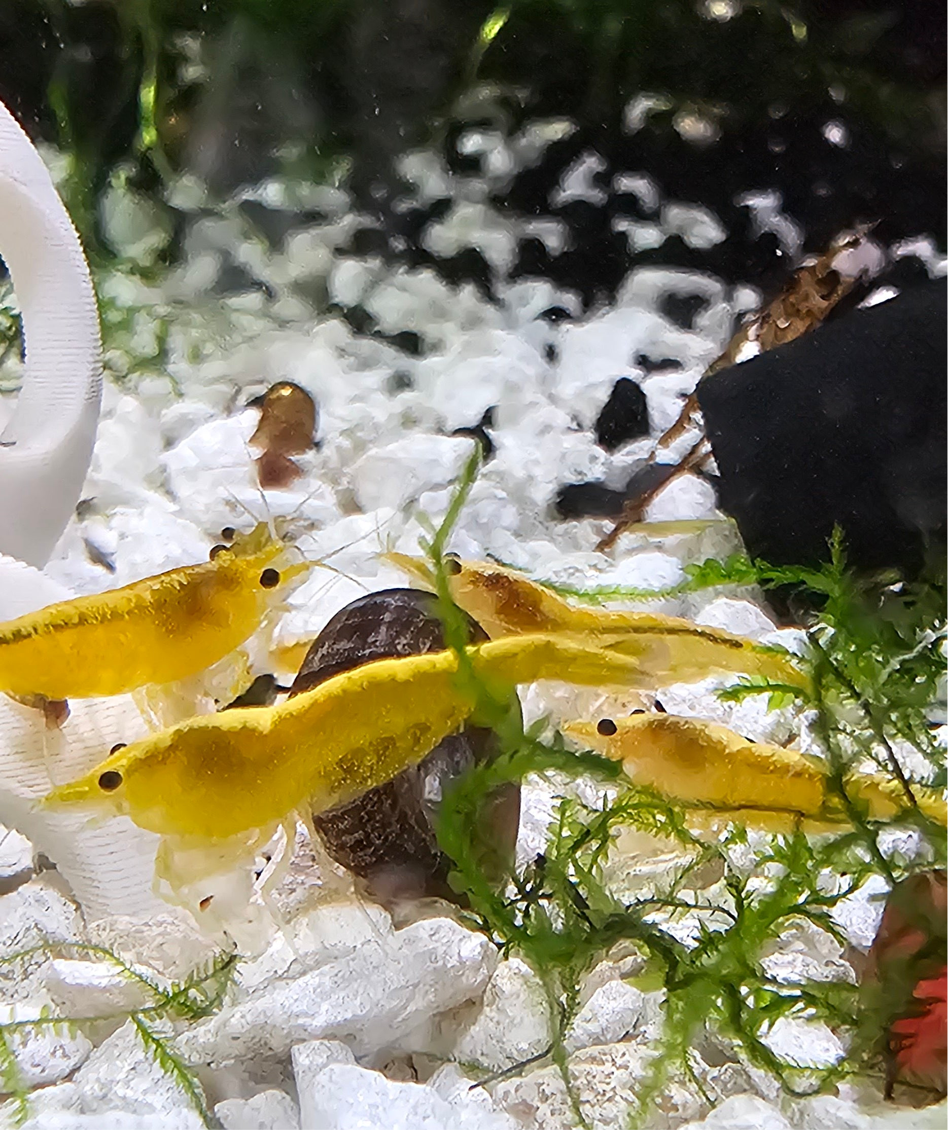Yellow Goldenback Neocaridina Shrimp 20+2