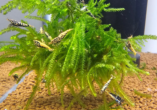 10+1 Boa Caridina (PREORDER)
