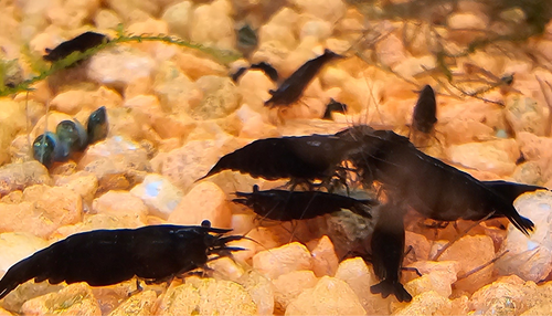 Black Rose/Chocolate Neo Shrimp 10+1