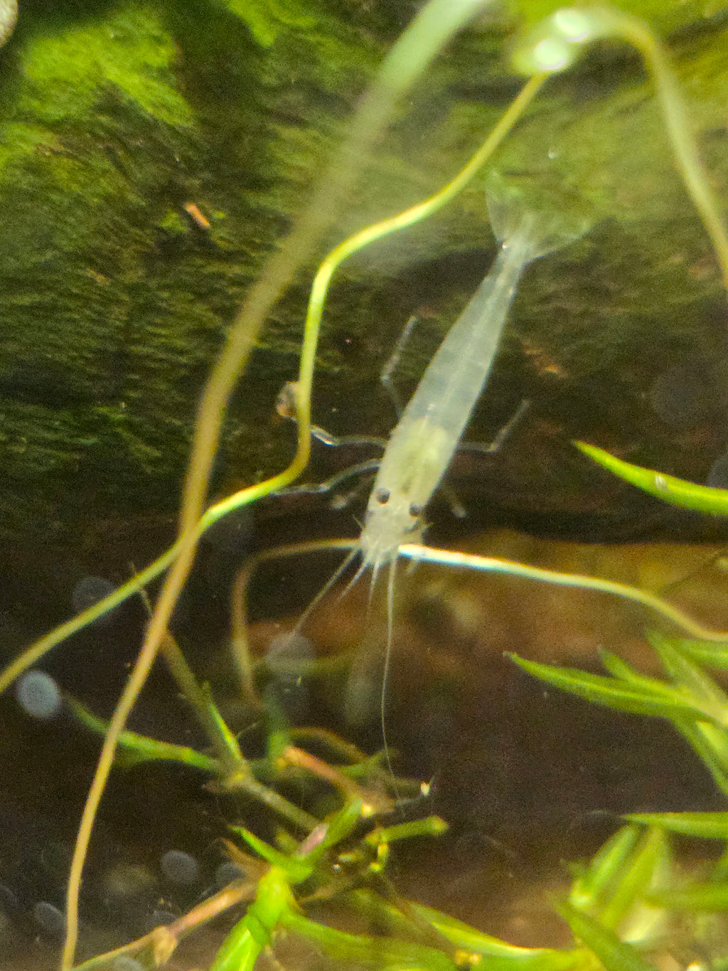 **NEW** Snow White Amano