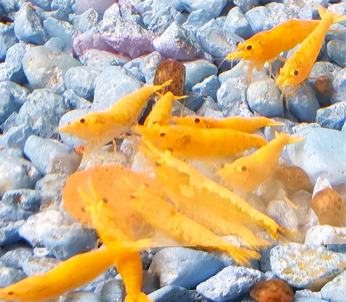 Blood Yellow Neocaridina Shrimp 20+2