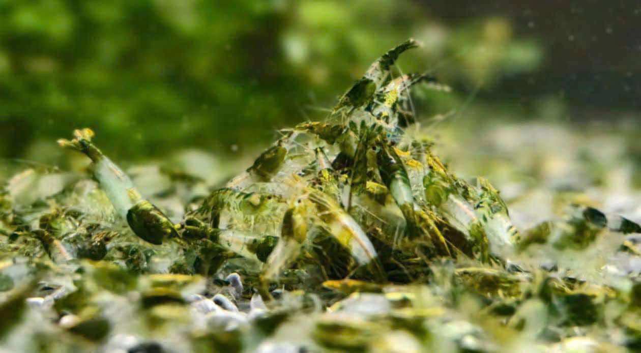 10+1 Green Rili Neocaridina