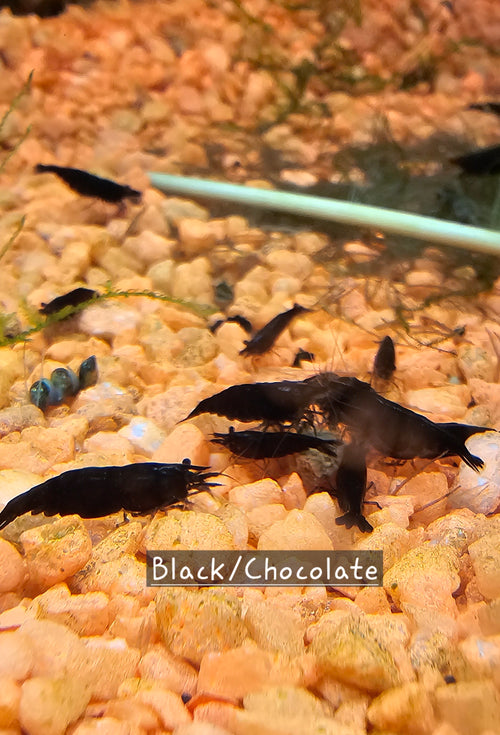 Black Rose/Chocolate Neo Shrimp 10+1