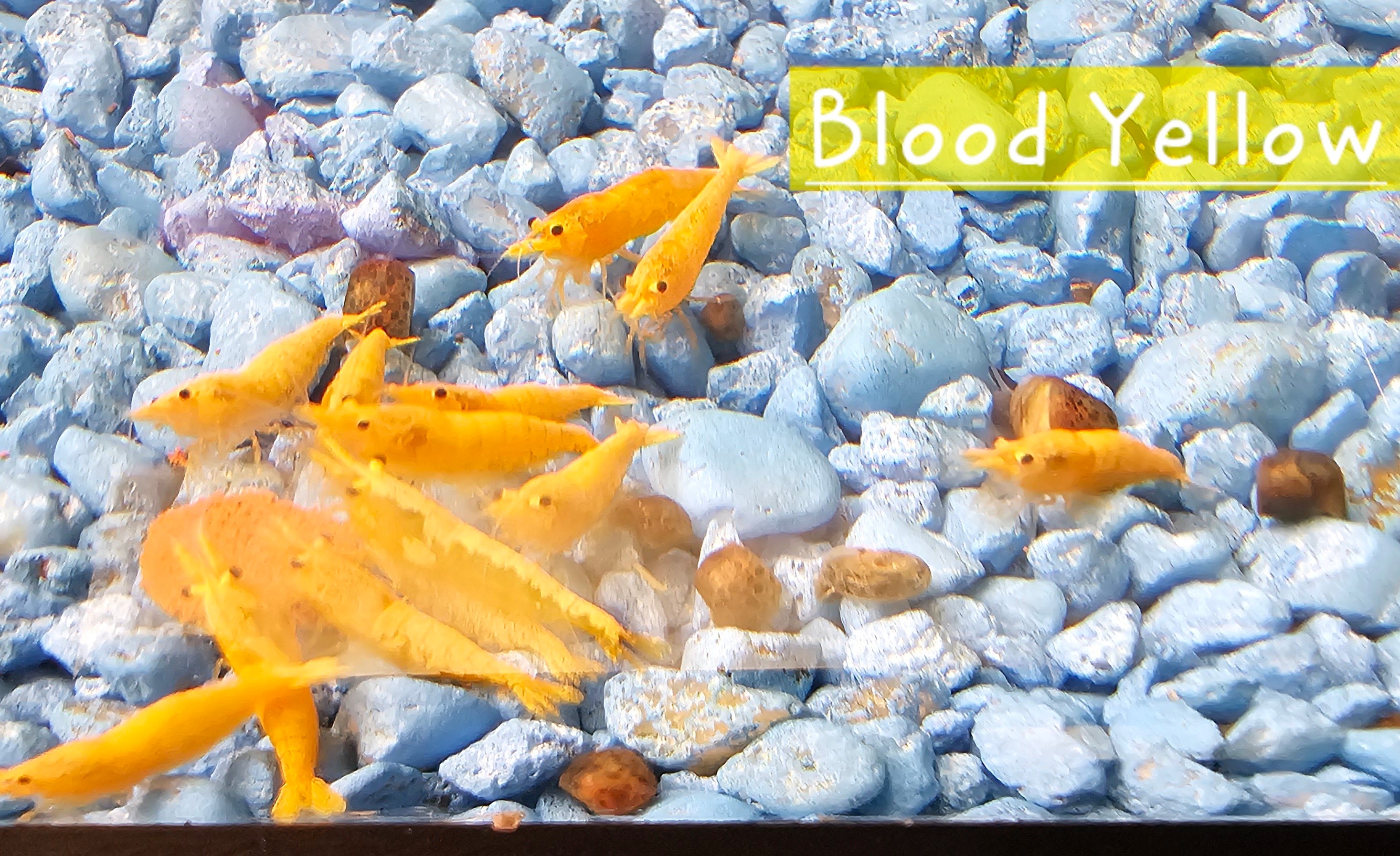 Blood Yellow Neo Shrimp 10+1