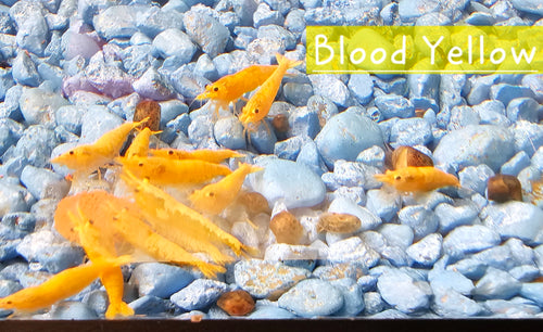 Blood Yellow Neo Shrimp 10+1