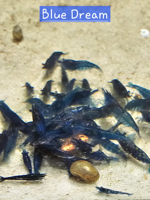 Blue Dream Neocaridina Shrimp 10+1
