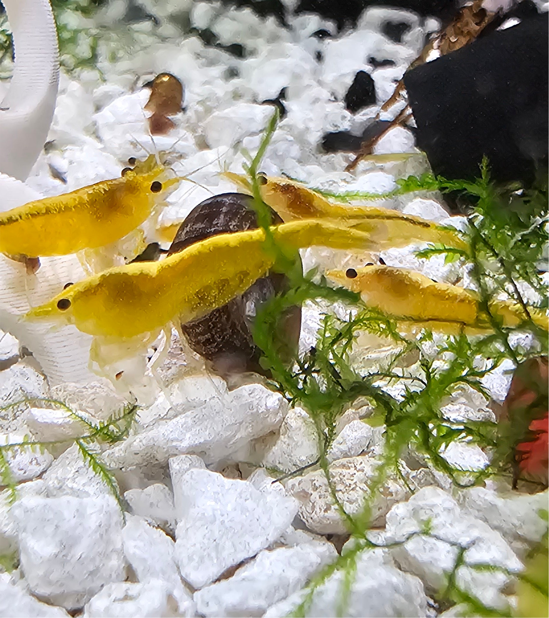 Yellow GoldenBack Neo Shrimp 10+1