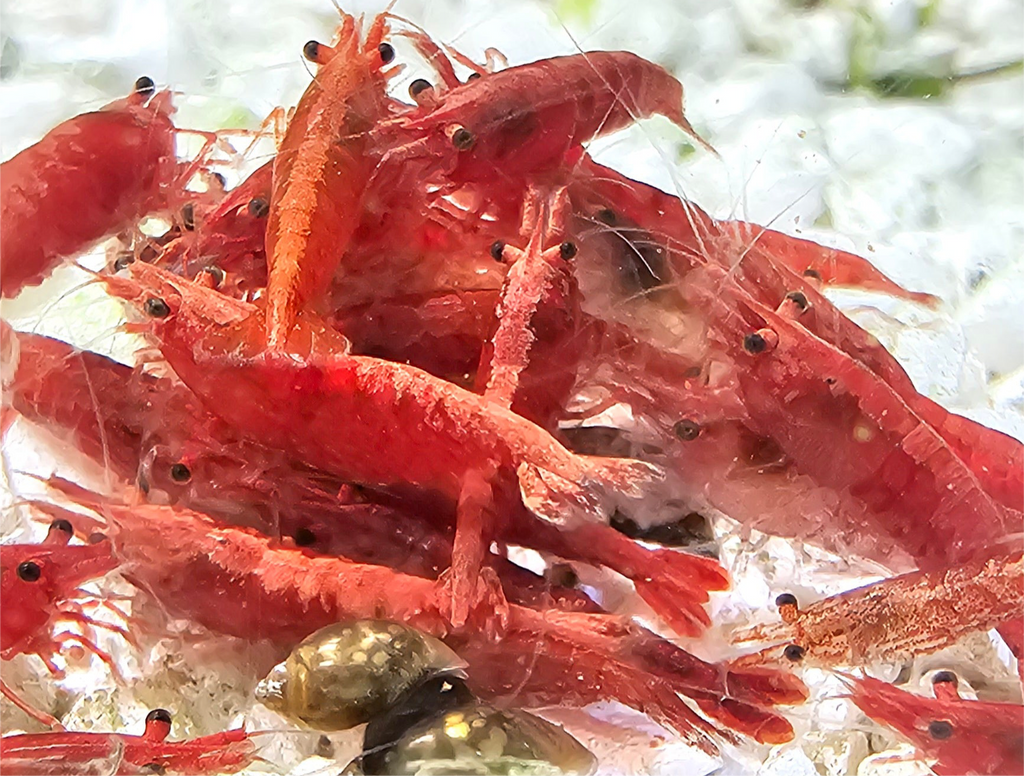 Fire Red Neocaridina Shrimp 20+2