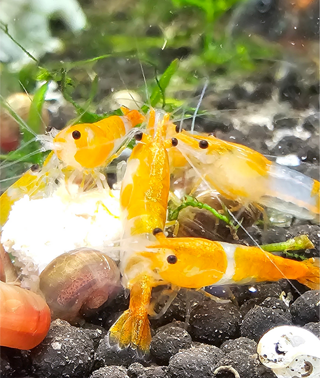 Orange Rili Neocaridina Shrimp 20+2