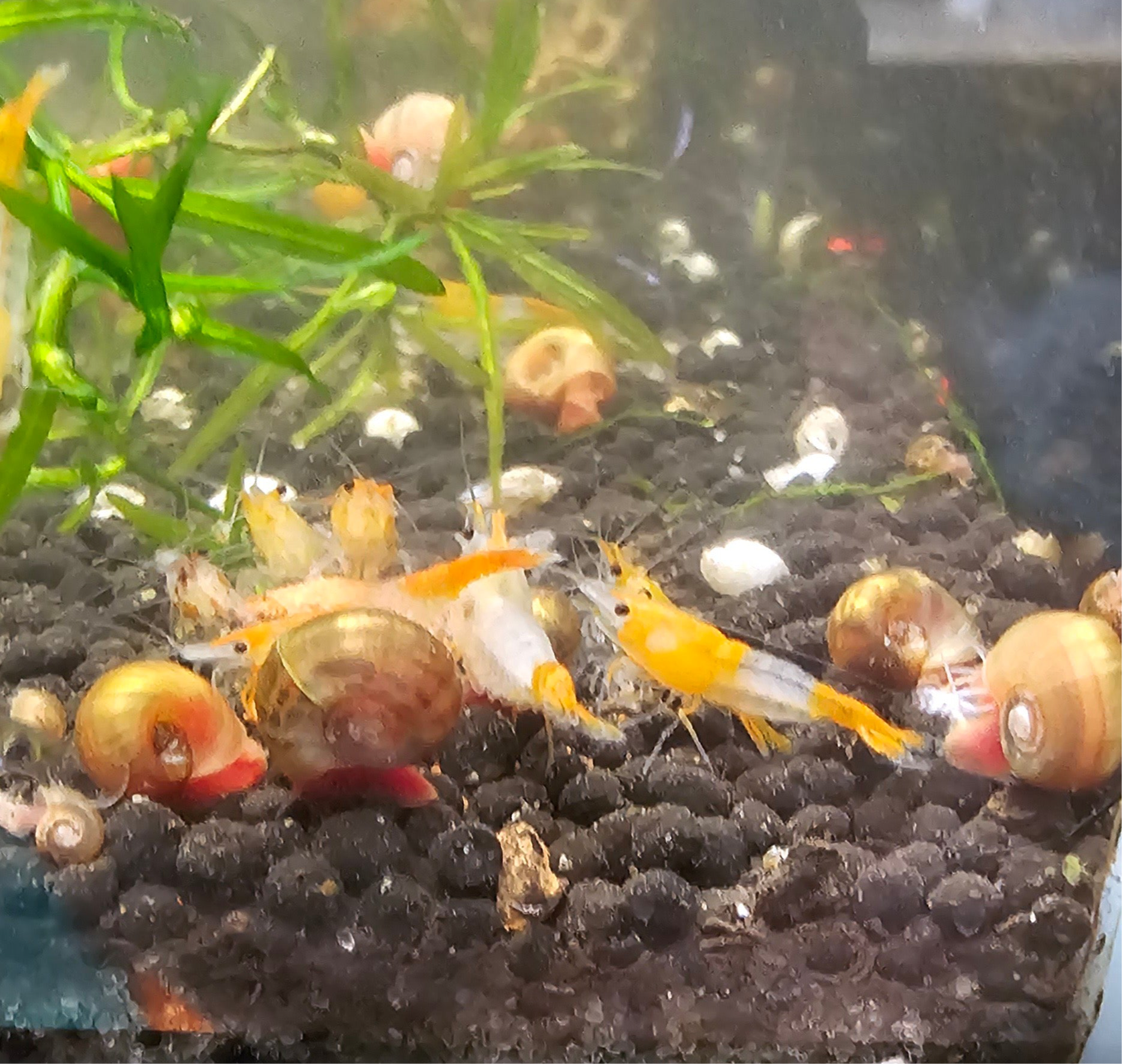 Orange Rili Neocaridina Shrimp 20+2