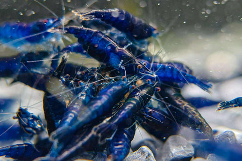 10+1 Blue Diamond aka Blue Oceans