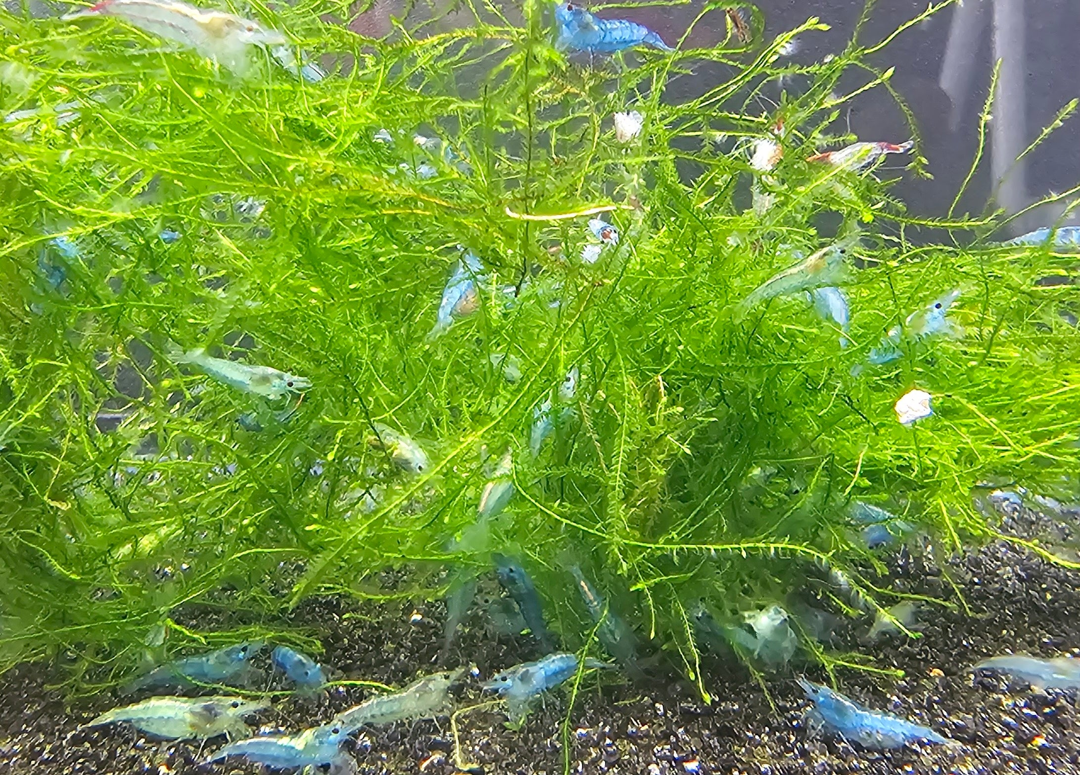 20+2 Blue Jelly Neocaridinas