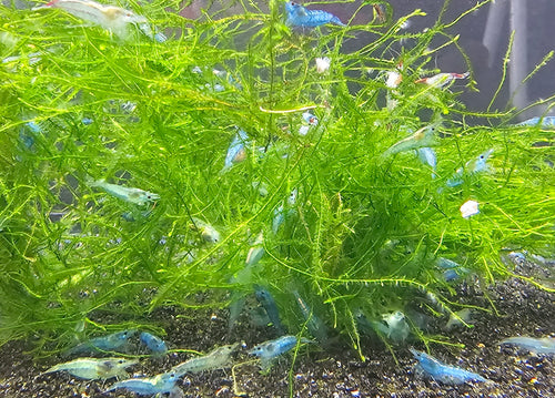10+1 Blue Jelly Neocaridinas Shrimp