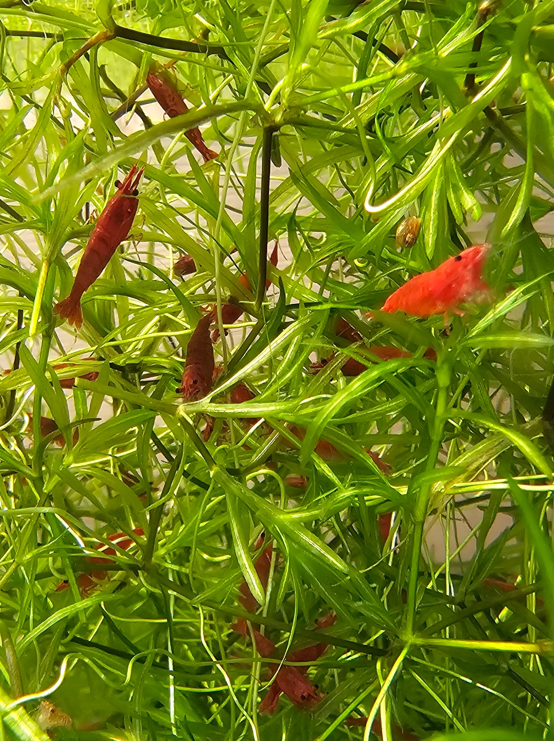 Fire Red Neocaridina Shrimp 20+2