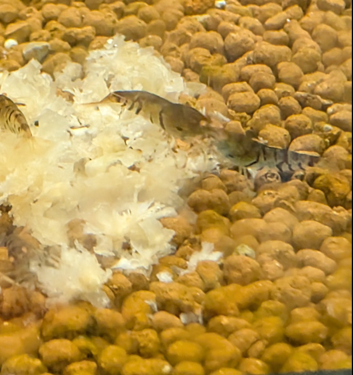 Orange Eye Blue Tiger/BLONDE OEBT