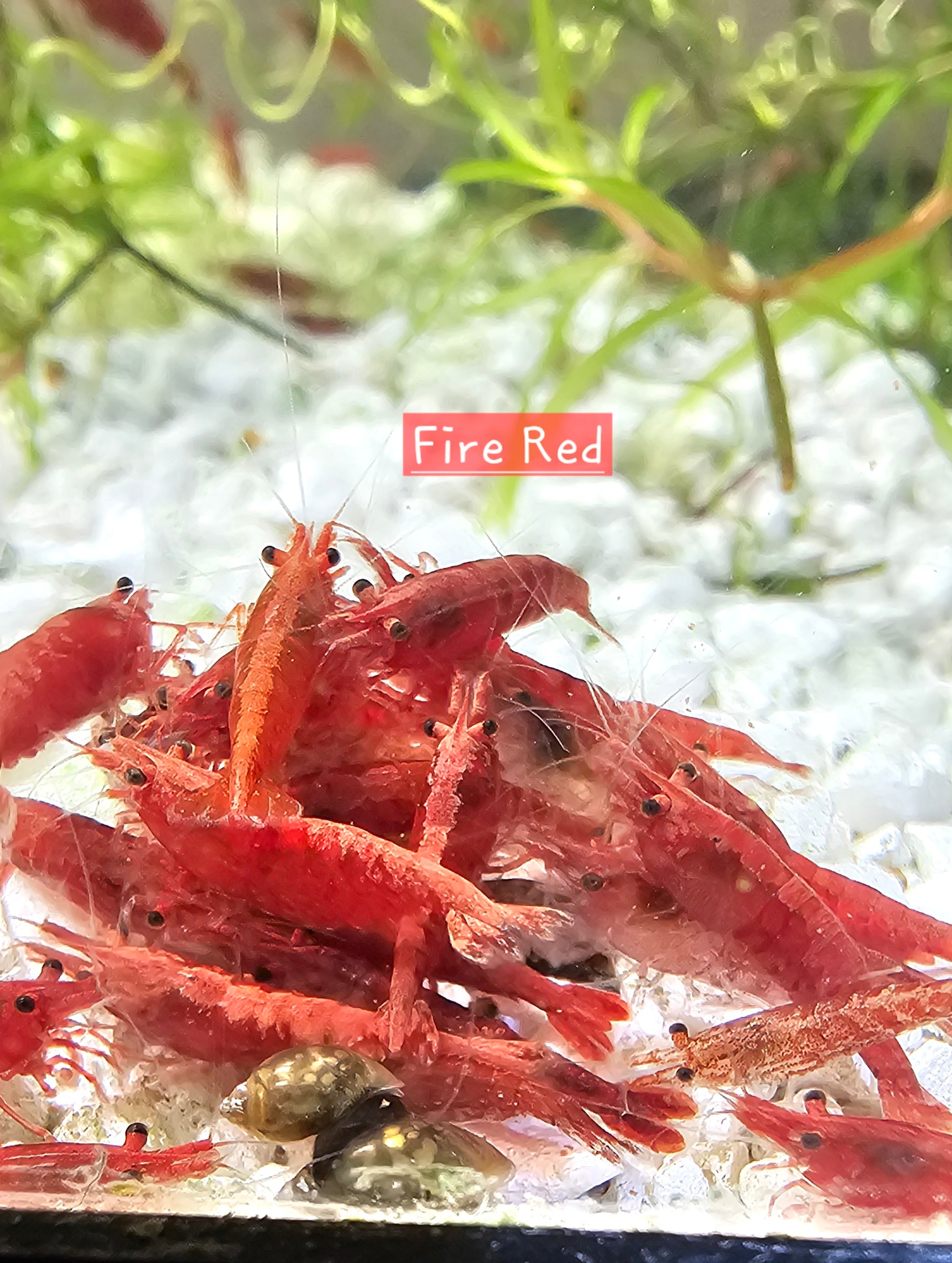Fire Red Neocaridina 10+1