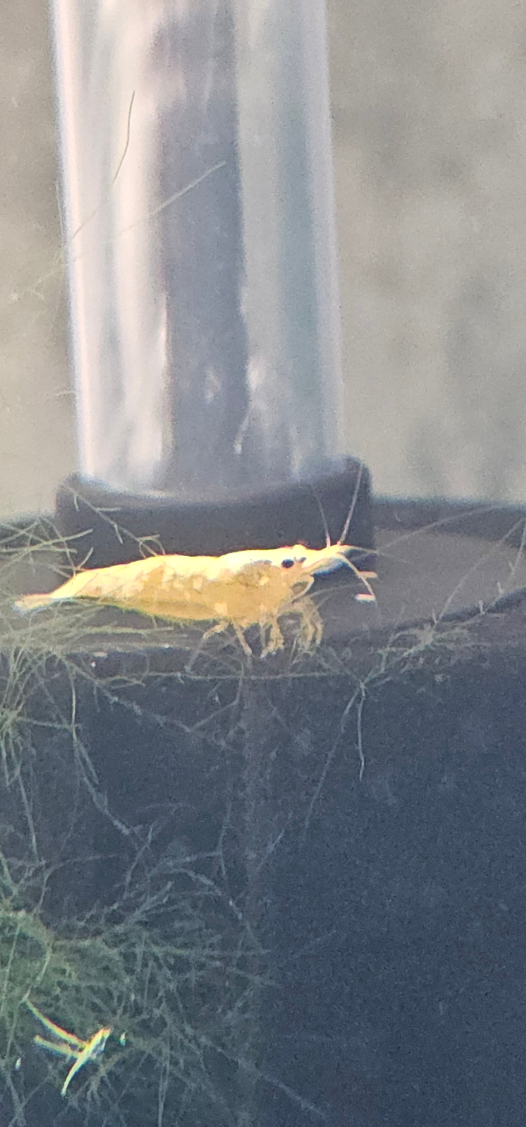 Blood Yellow Neocaridina Shrimp 20+2