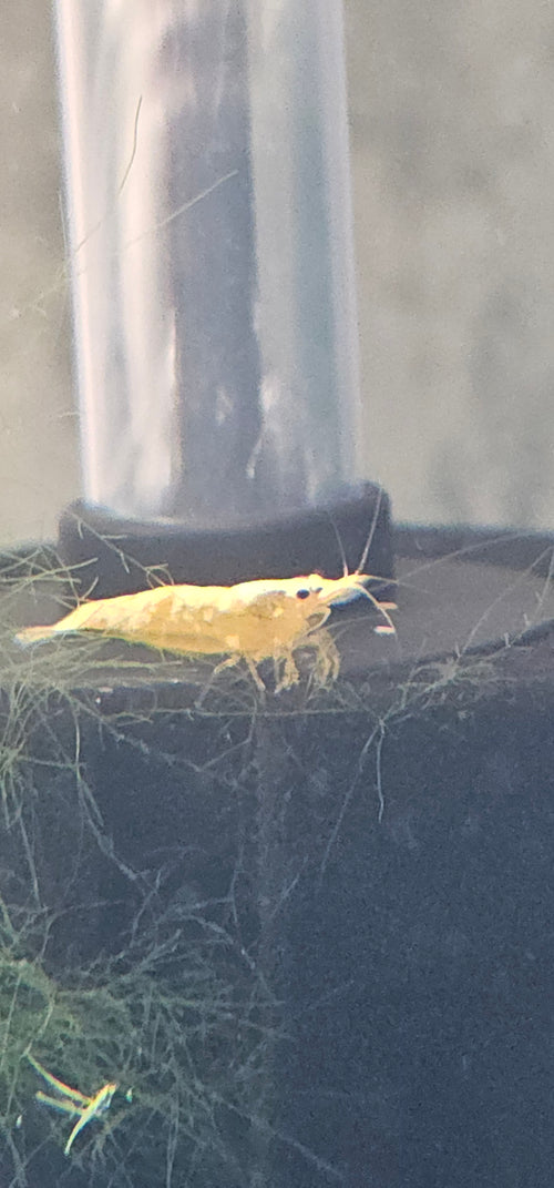 Blood Yellow Neocaridina Shrimp 20+2