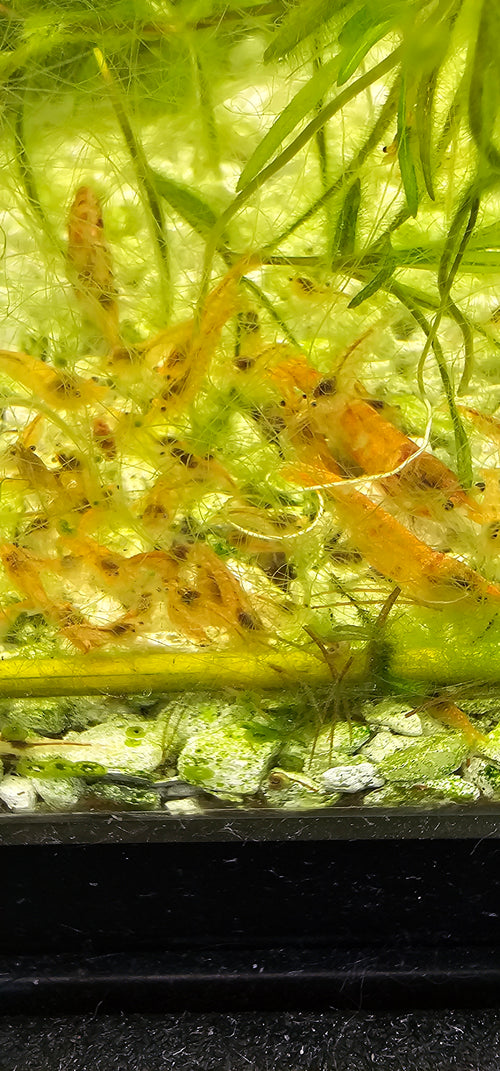 10+1 Juvenile Calico Neocaridina