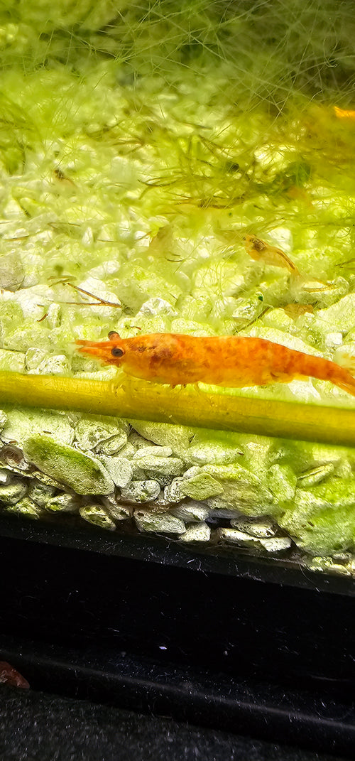 10+1 Juvenile Calico Neocaridina