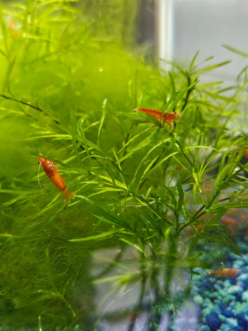 Blood Orange Neocaridina