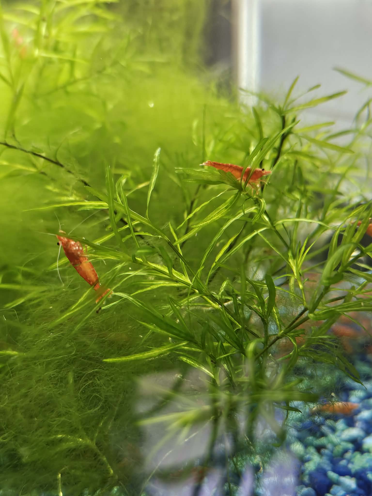 Blood Orange Neocaridina
