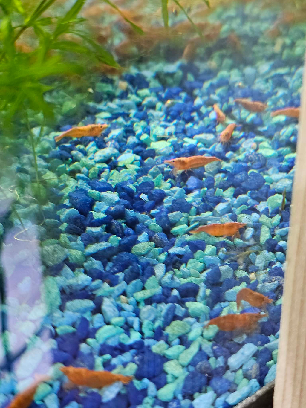 Blood Orange Neocaridina