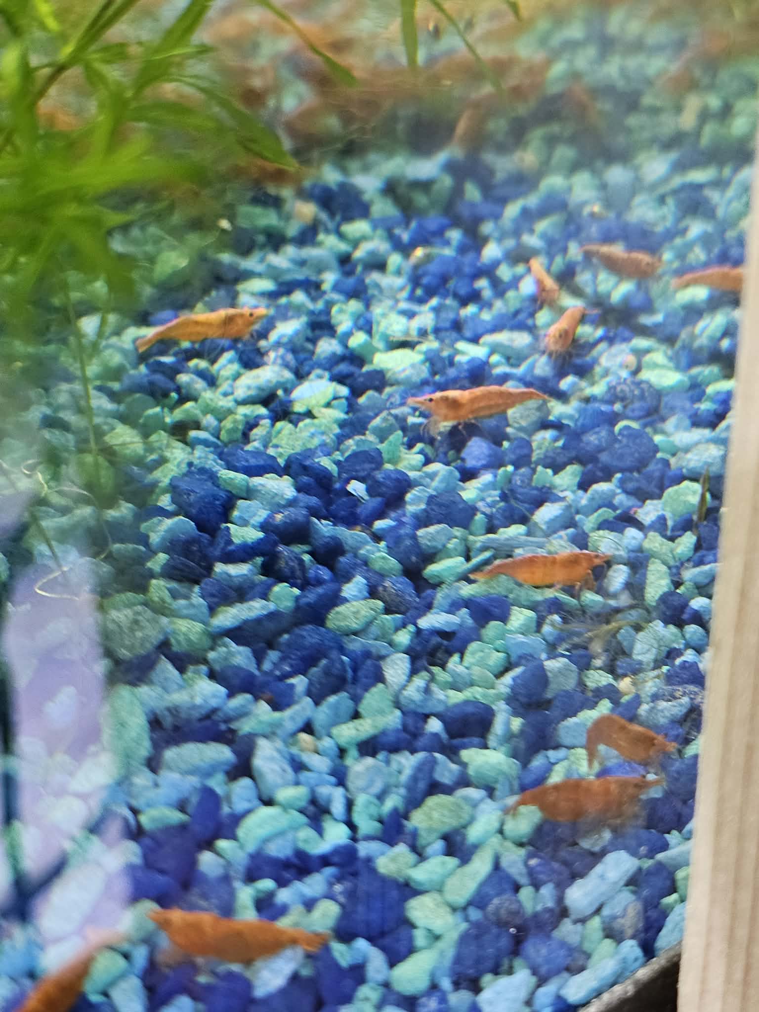 Blood Orange Neocaridina