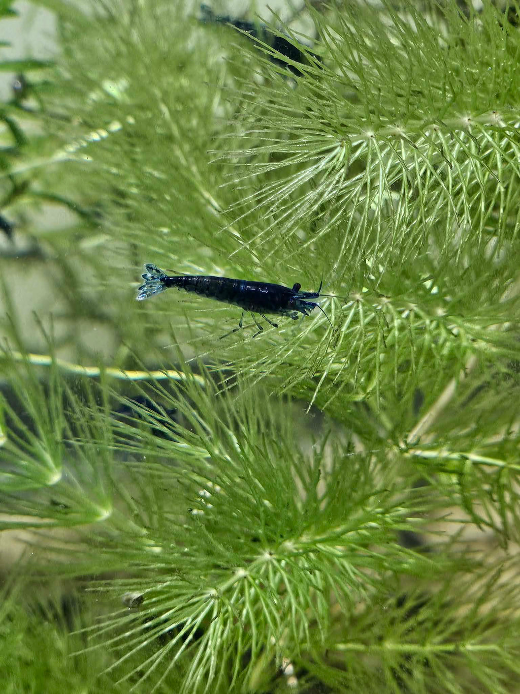 Blue Diamond aka Blue Oceans