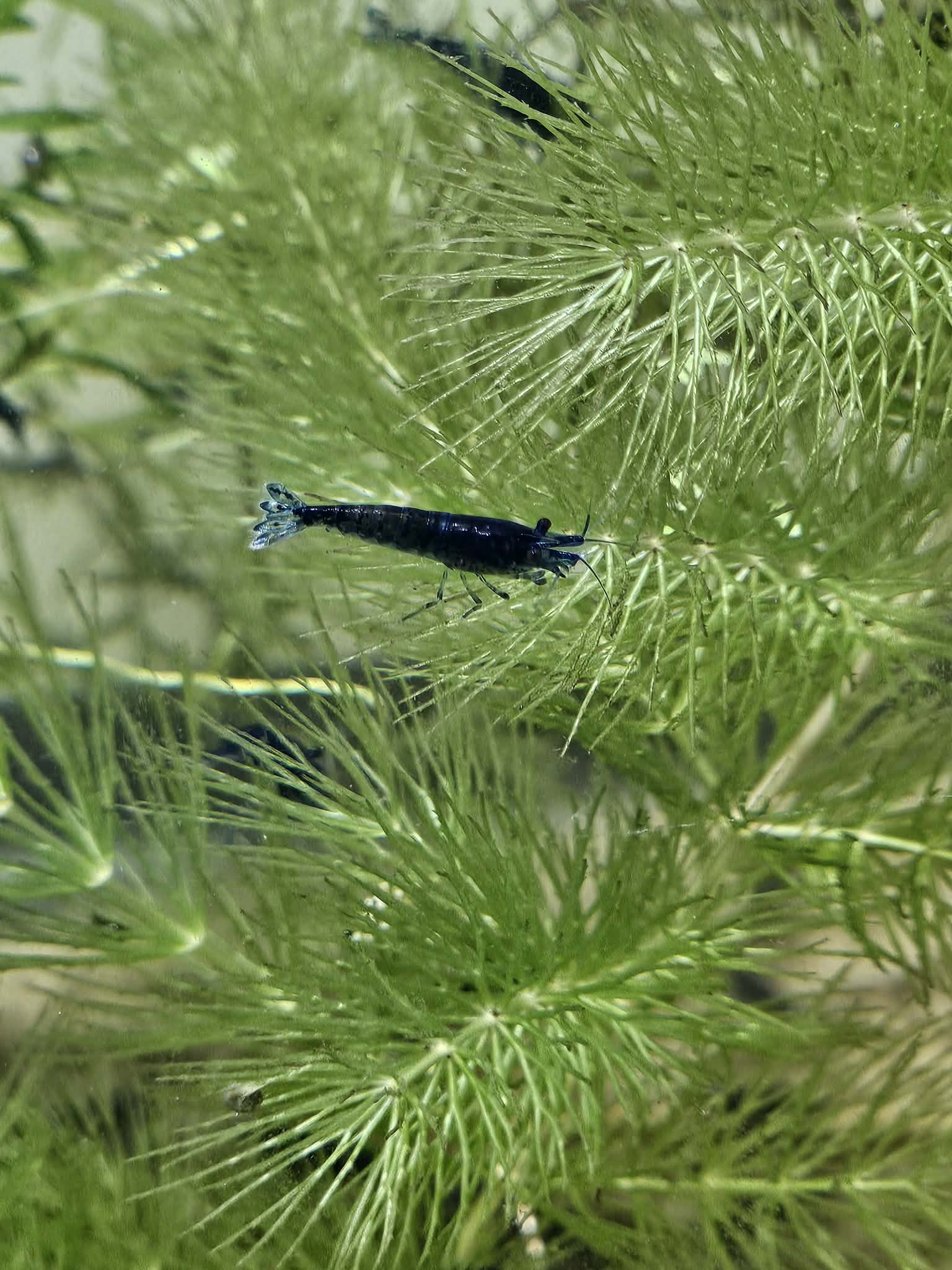 Blue Diamond aka Blue Oceans