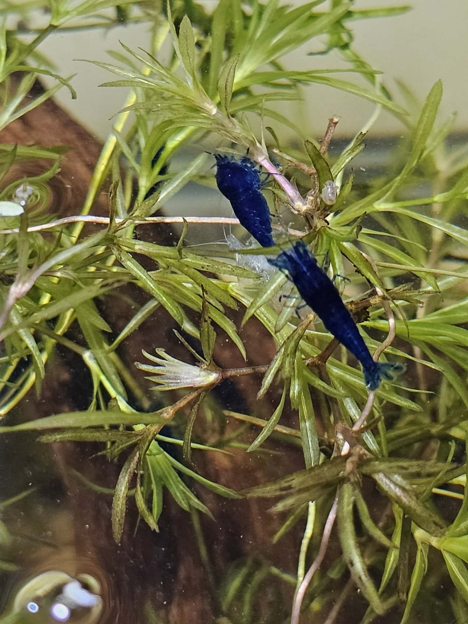 Blue Diamond aka Blue Oceans