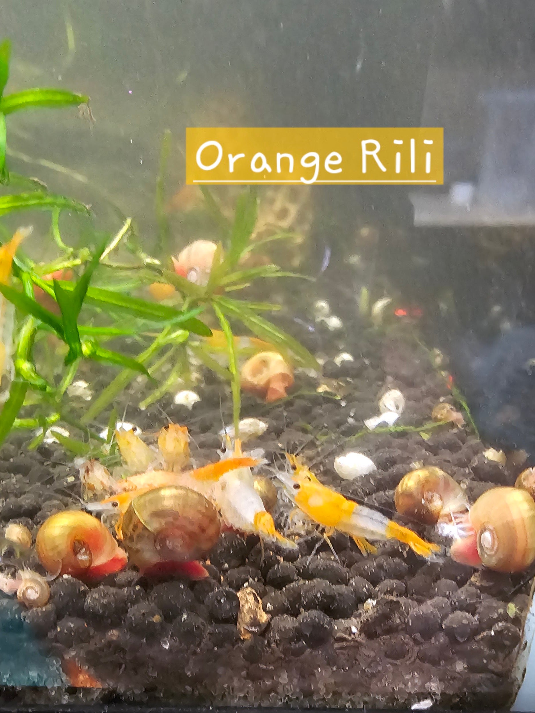 Orange Rili Neocaridina Shrimp 10+1