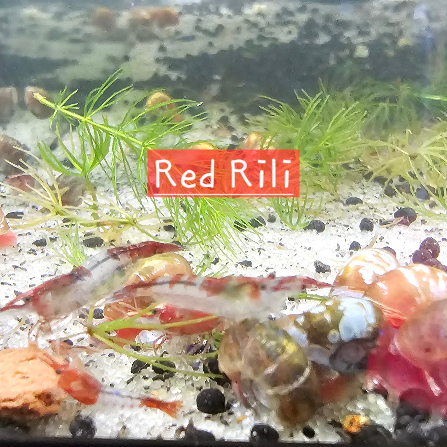 Red Rili Neocaridina Shrimp 20+2