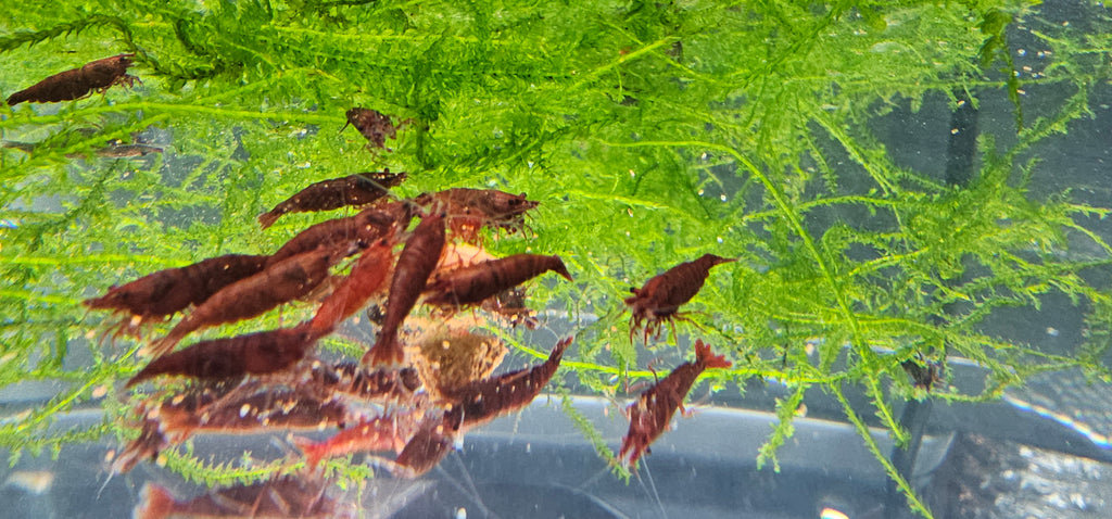 DARK Bloody Mary Neocaridina