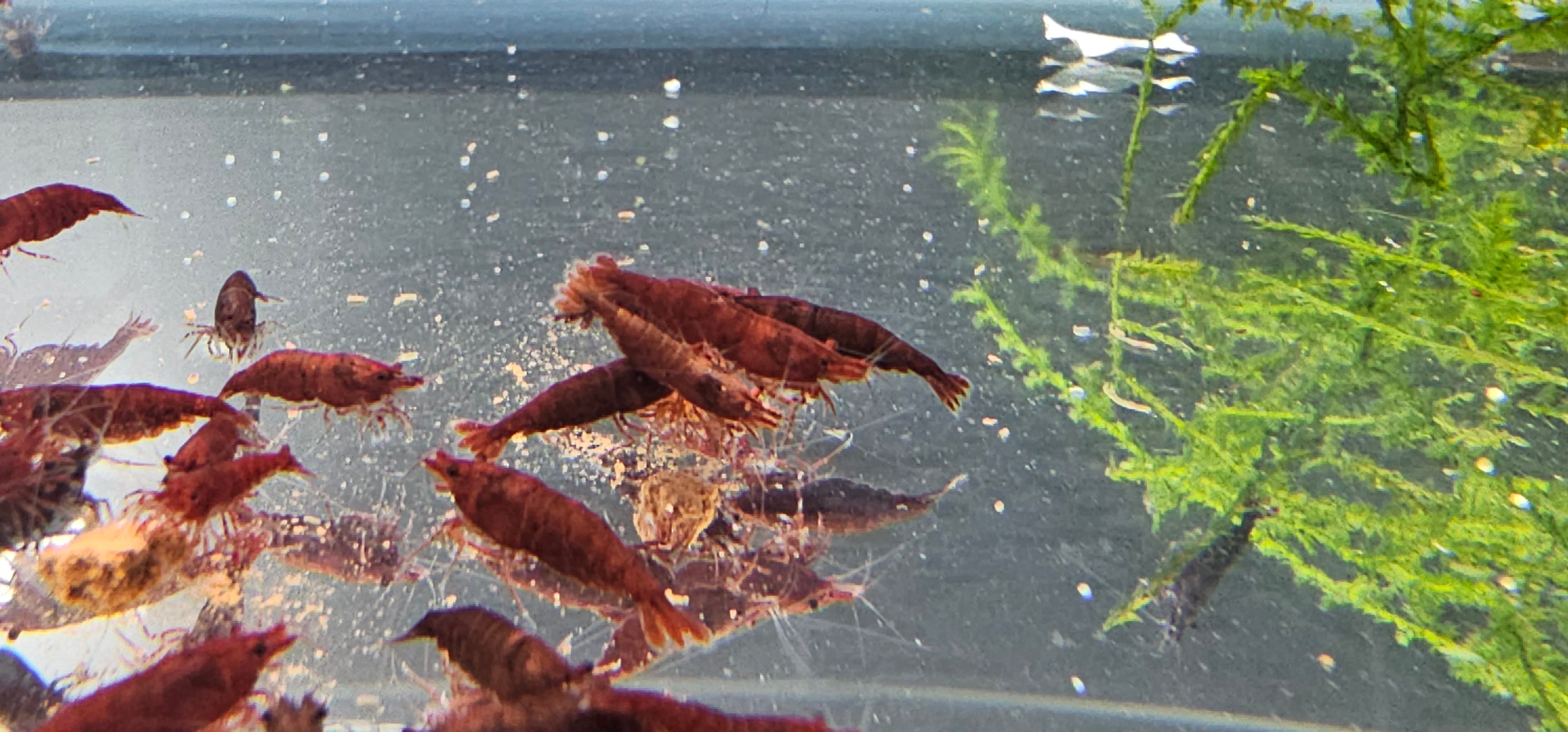 DARK Bloody Mary Neocaridina