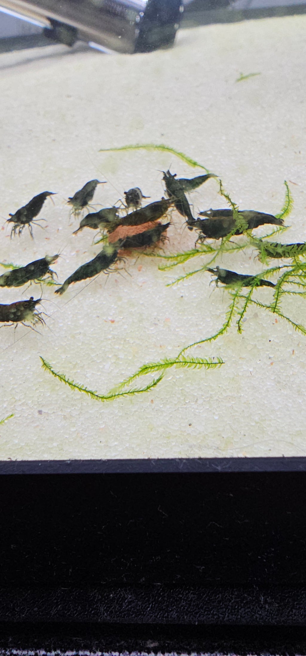 Green Jade	Neo Shrimp