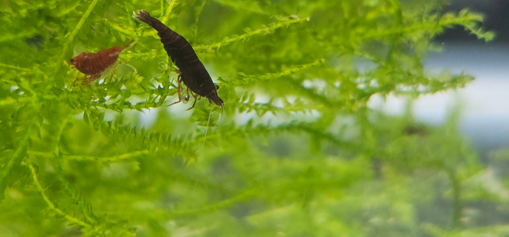 DARK Bloody Mary Neocaridina