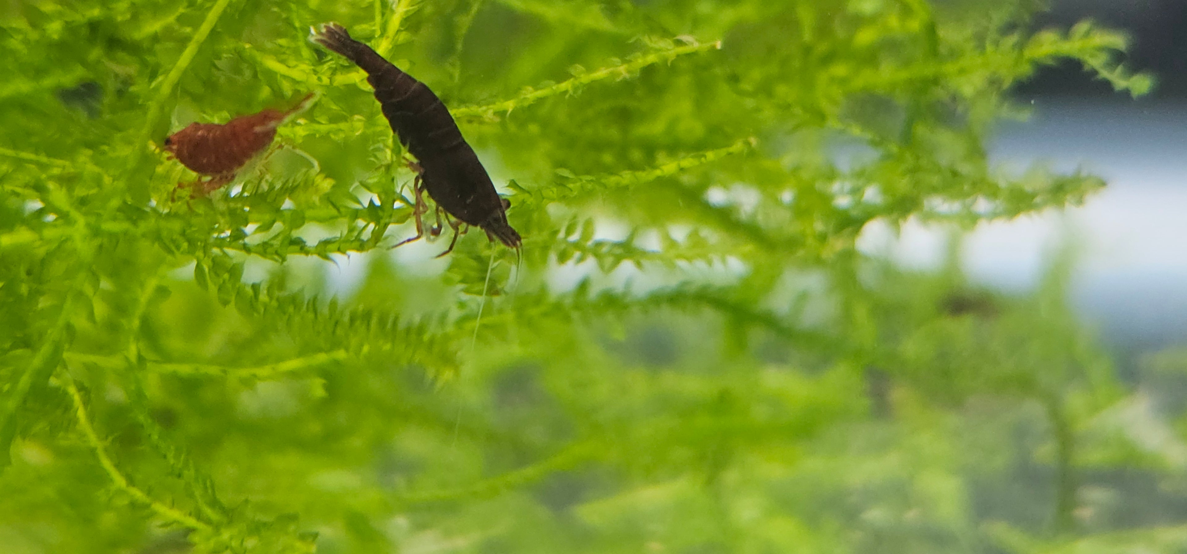 DARK Bloody Mary Neocaridina