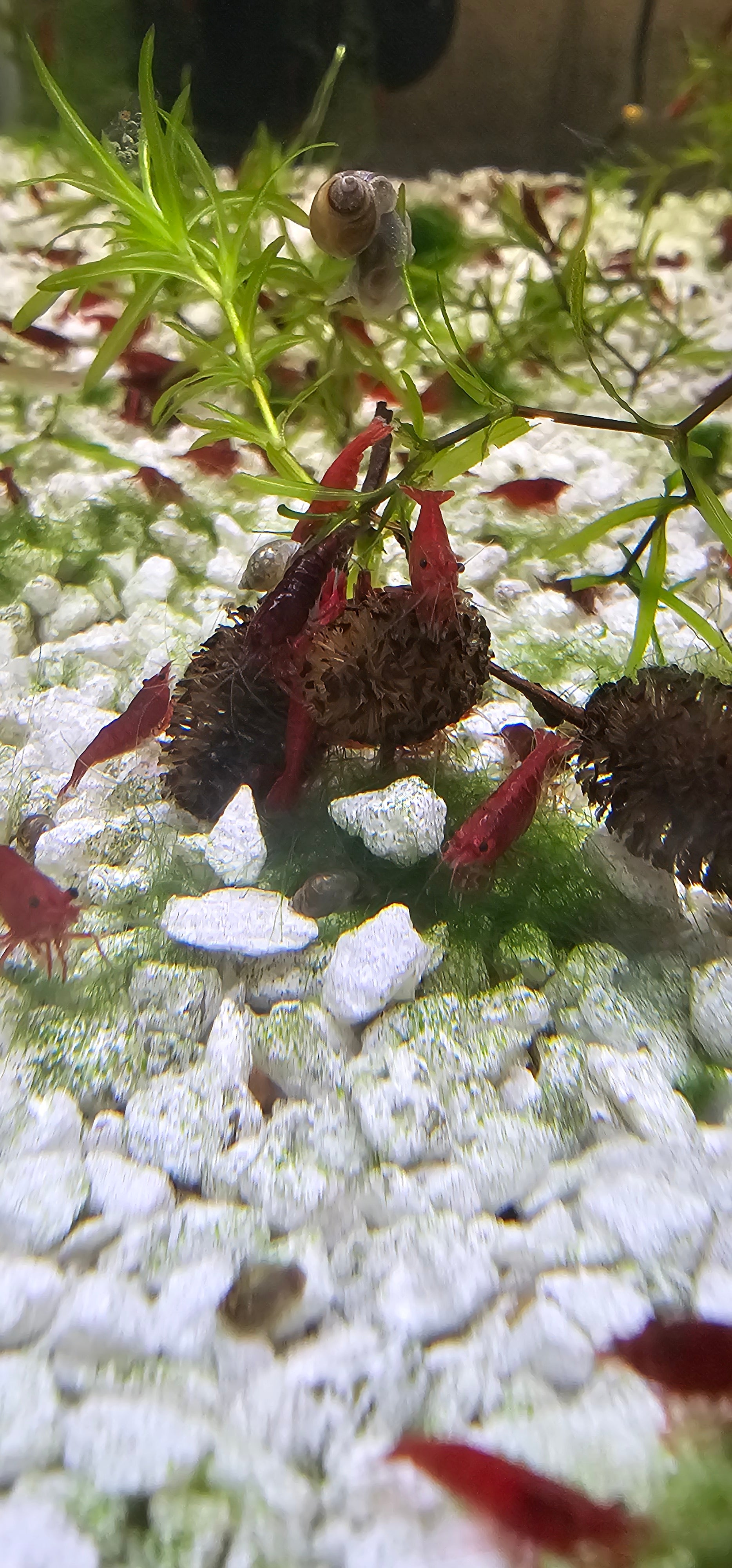 10+1 Bloody Mary Neocaridina