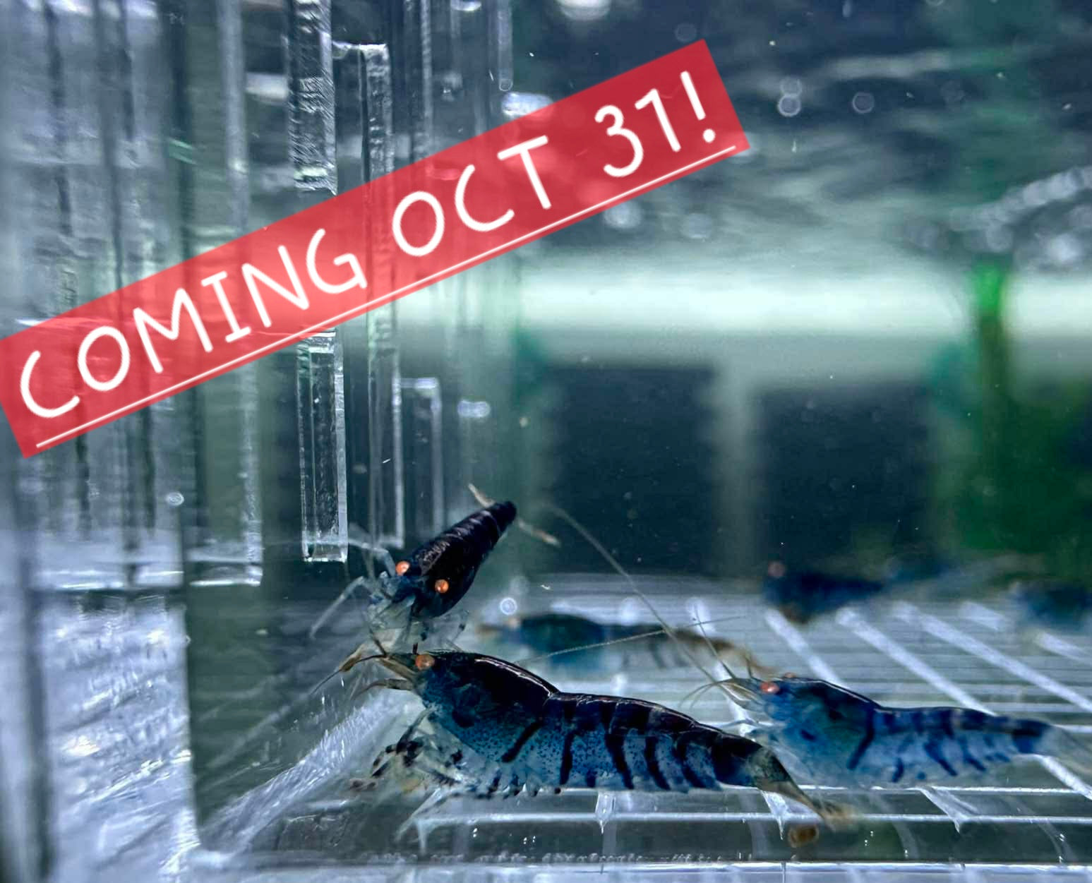 Orange Eye Blue Tiger OEBT