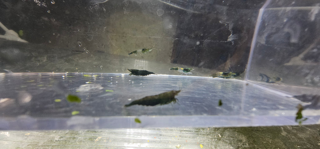 Green Jade	Neo Shrimp